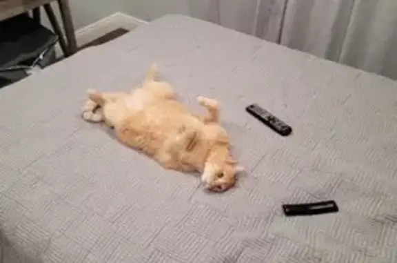 Lost Ginger Cat: Chubby, Marked Tail