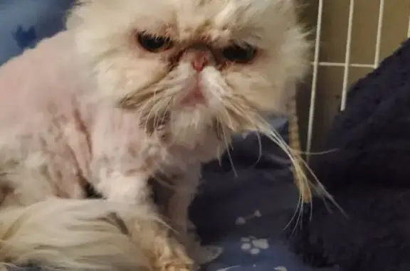 Found: Tan Persian Cat in Gilbert, AZ