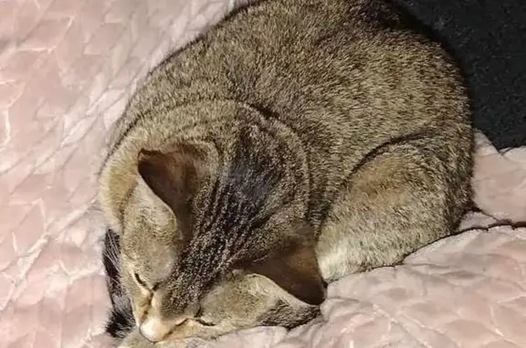 Lost Tabby Cat: Distinctive Collar