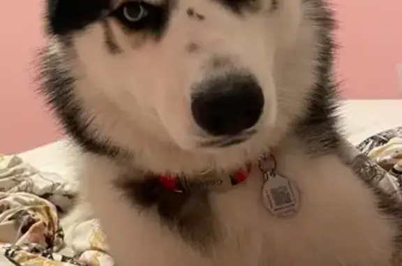 Lost Black & White Dog: Reward Offered!