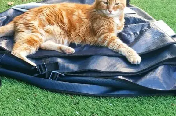 Animaux perdus Saint-Gély-du-Fesc, photo: Chat roux perdu à Saint-Gély-du-Fesc