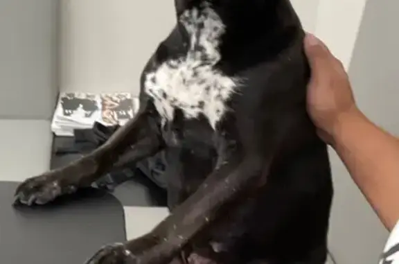 Lost Dog: Black with White Chest Spots