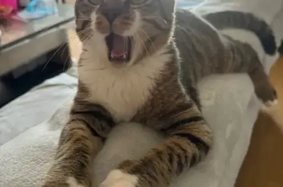 Animaux perdus , photo: Chat perdu à Châteauroux : Louki, non identifié