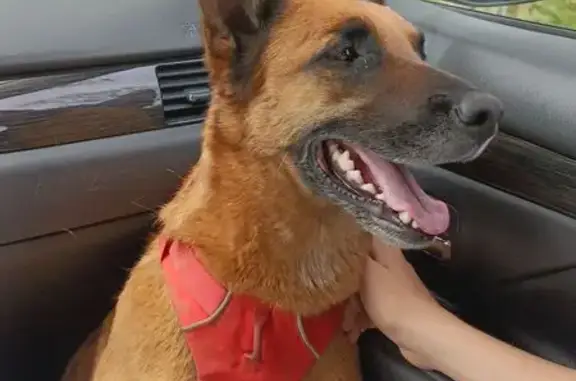 Animaux trouvés , photo: Chien trouvé harnais rouge à Innimond