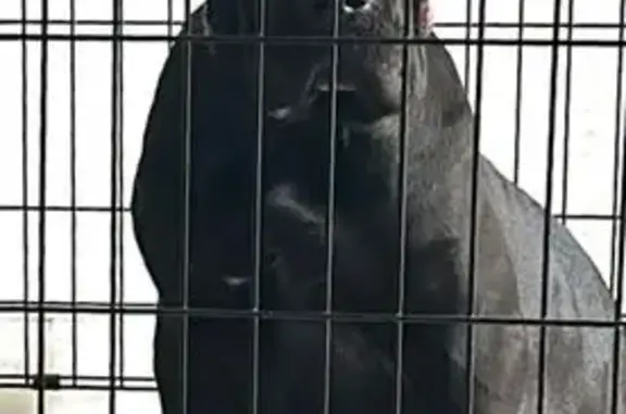 Perdido: Labrador Negro 4 Meses en NMB