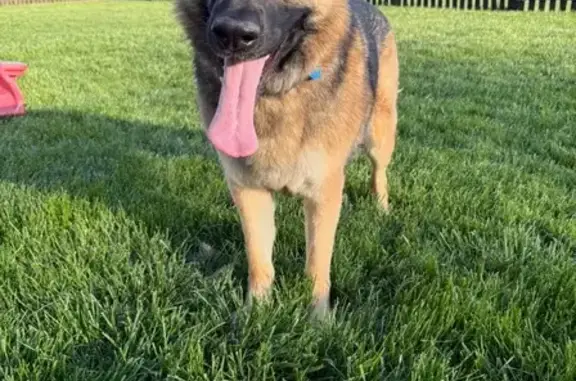 Lost Sable Shepherd: Gentle, Shy, Pink Leash