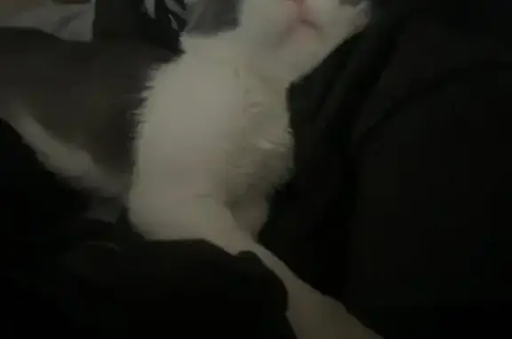 Lost Cat: White & Grey in N. Las Vegas