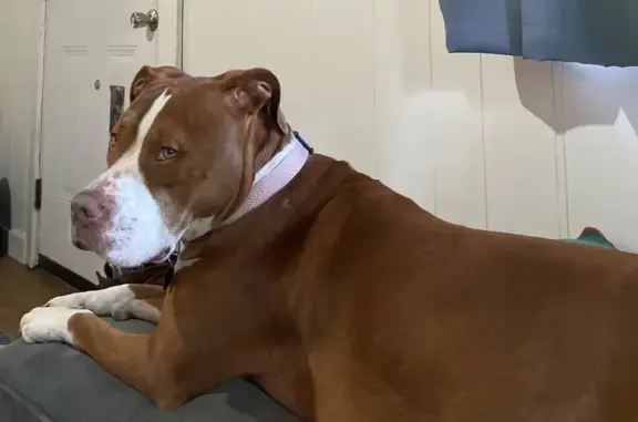 Lost Pit Bull: Brown, White Paws & Nose