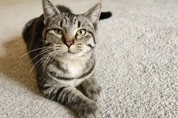 Lost Tabby Cat Felix: Help Us Find Him!