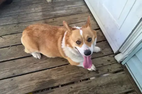 Lost Corgi Found on Foulk Rd: Blue Collar