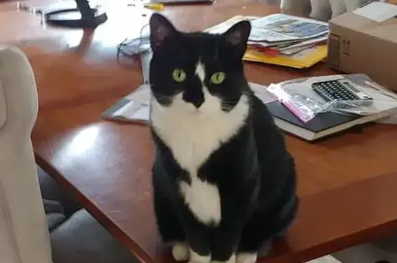 Lost Tuxedo Cat on Pershing Rd, Needham