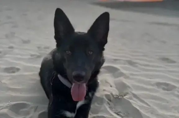 Chien perdu: jeune croisé noir à St-Jean - photo
