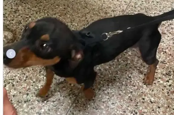 Found Dog: Black/Brown, Shaved Neck, 2251