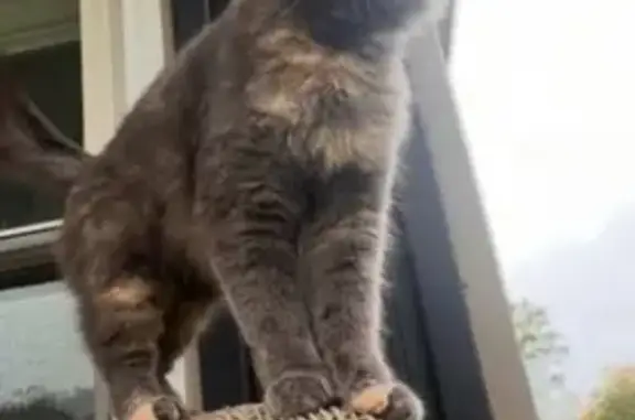 Lost Cat: Fluffy, Beige Stripe, Wellford