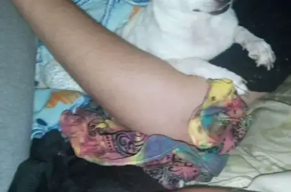 Lost Dog: Unique Markings in Vegas