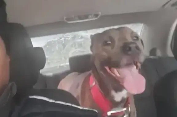 Lost Dog: Brindle Print in Detroit