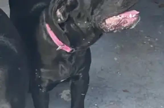 Lost Dog: Black, N Miami Beach, 1992
