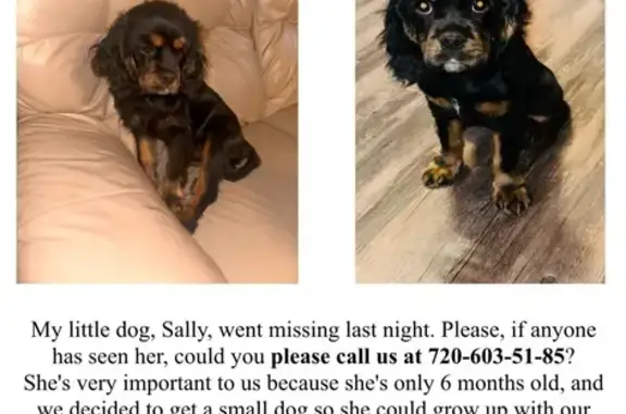 Lost Black & Brown Dog, Reward Offered!