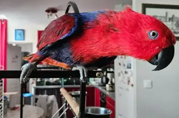 Animaux perdus Ambérieu-en-Bugey, photo: Oiseau trouvé sur balcon à Ambérieu-en-Bugey