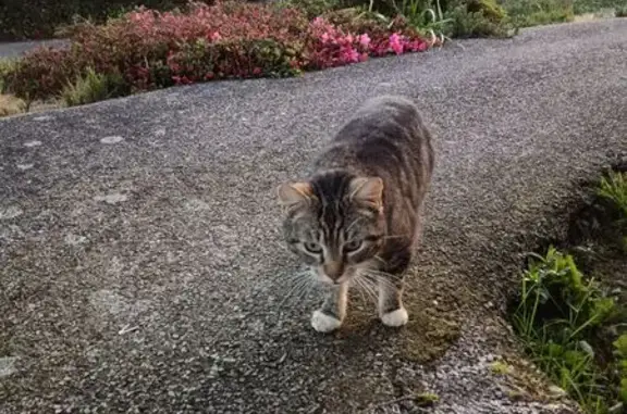 Chat trouvé Plumelin, photo: Chat tigré câlin trouvé à Plumelin