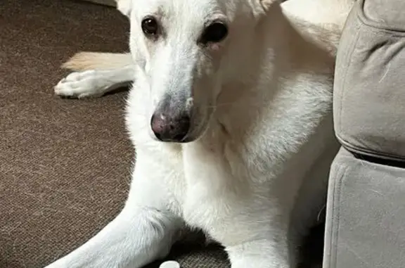 Lost: Timid White German Shepherd, 98 lbs