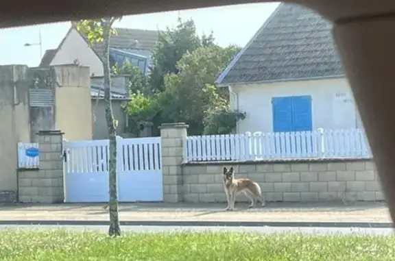Chien type malinois errant à Saint-Pair-sur-Mer - photo