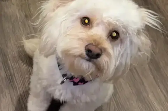 Lost Dog: Sweet Pup in Flower Collar