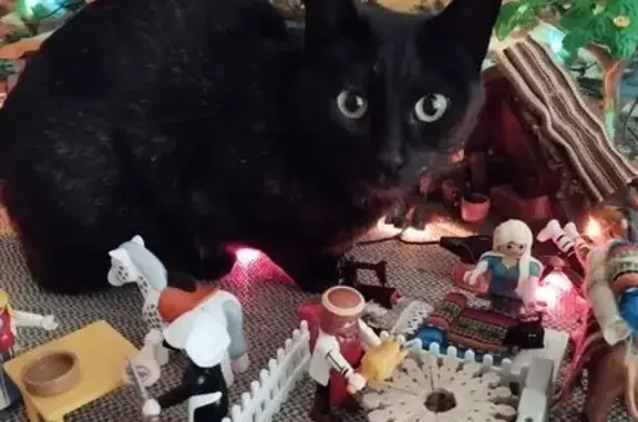 Gata Negra Perdida en Almensilla: ¡Ayuda!