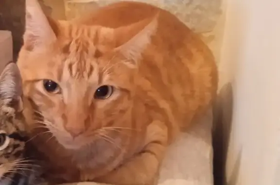 ¡Gato Amarillo Perdido en Almensilla!
