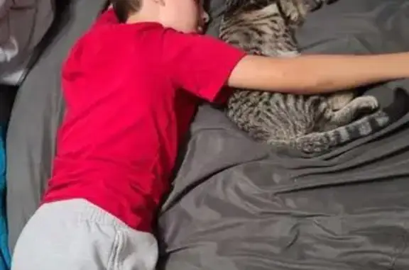 Lost Tabby Xan: Green Eyes, Spiked Collar