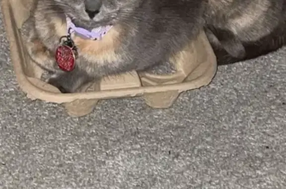 Lost Diluted Tortoiseshell Cat: Help!