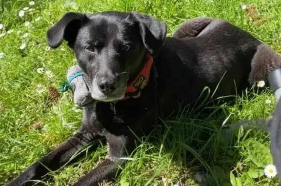 Lost Black Lab Lucy: Maupin, Oregon