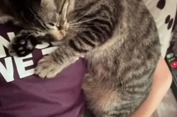 Lost Tabby Xan: Grey/Black, Spiked Collar
