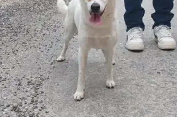 Chien trouvé , photo: Chienne trouvée à l'école de Brouzet-lès-Alès