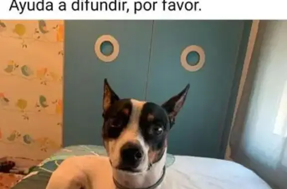¡Perro Bodeguero Perdido en Orihuela!