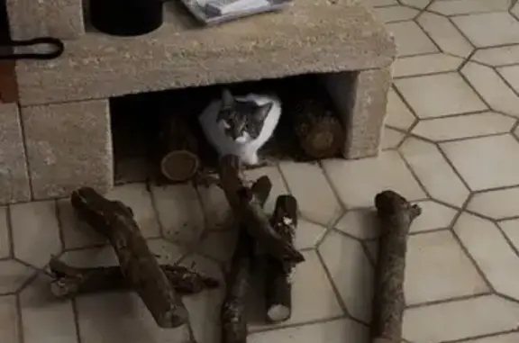 Chatte perdue, sociable, bout queue cassé - photo