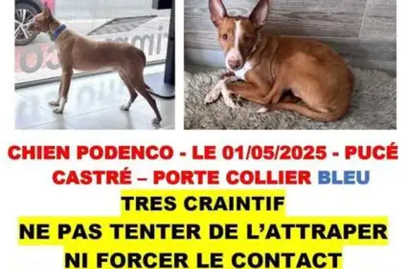 Chien fauve et blanc perdu à Chauny - photo
