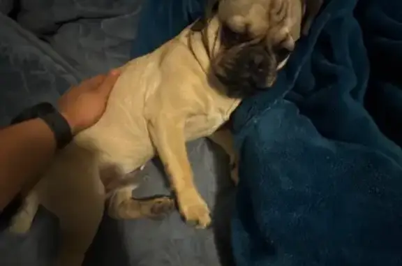 Friendly Pug Mix Lost on McKellips Rd