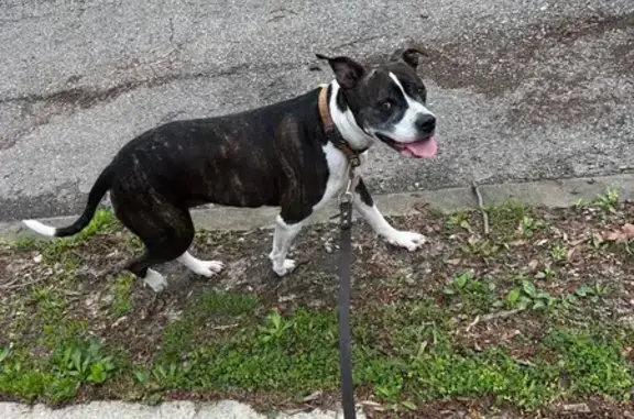 Found: Black Dog with White Belly, Columbus