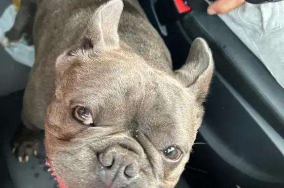 Chien gris trouvé, petite taille, Arcis-sur-Aube - photo
