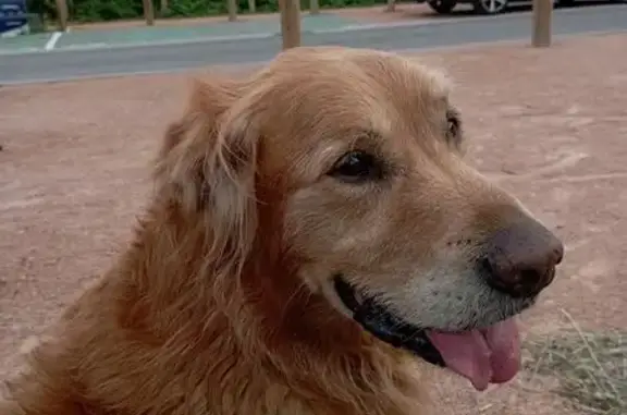 Animaux trouvés Mably, photo: Setter âgé trouvé à Mably, très gentil