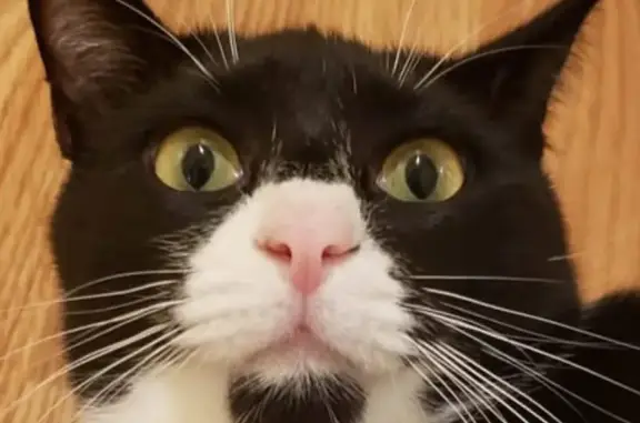 Lost Tuxedo Cat: Bald Belly, No Collar