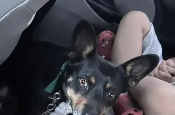 Lost Small Dog: Big Ears, Short Snout