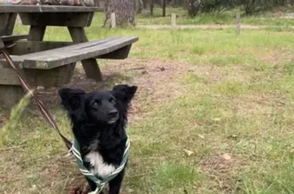 Animaux trouvés Saint-Julien-en-Born, photo: Chien noir et blanc trouvé près de Linxe
