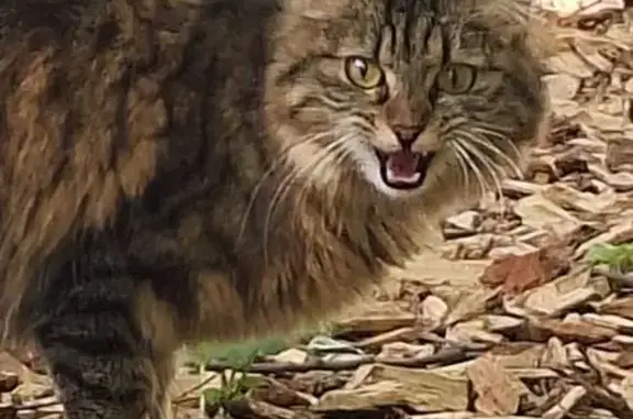 Animaux trouvés Grenoble, photo: Chat tigré poils longs trouvé à Grenoble