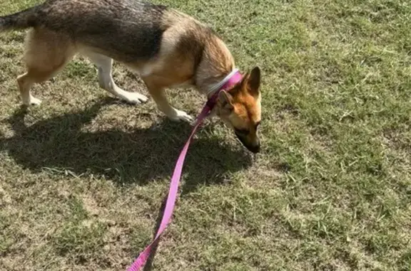 Lost German Shepherd: Kirkland Rd