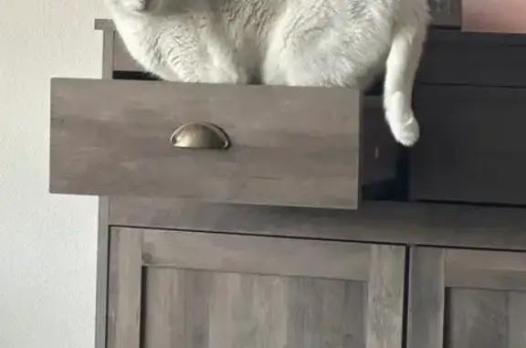 Lost White Cat: SW Chestnut Hill Rd