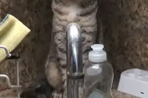 Help Find Misu: Lost Gray Tiger Cat