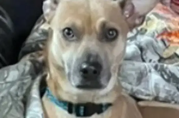 Lost Fawn Dog: Blue Collar, Sky Pointe