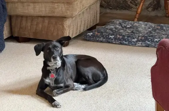 Lost Black Lab: Green Collar, Gurnee